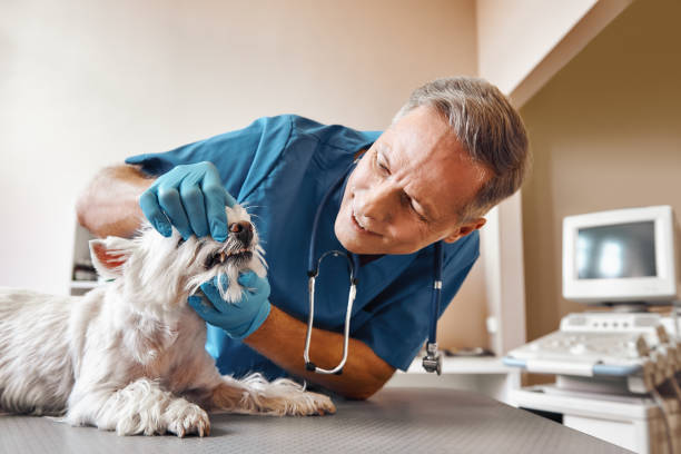 Best Broken or Chipped Tooth Repair in Wake Village, TX